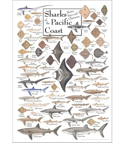 Amazon.com: EuroGraphics Dangerous Sharks Poster, 36 x 24 in Beige